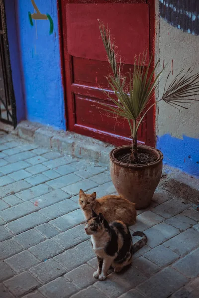 two cute cats near house wall in old quarter, Fes, Morocco