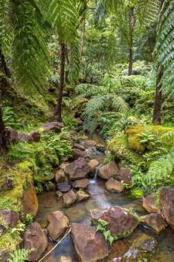 Güzel Adası, Sao Miguel için yapılan, Azores, Portekiz bitmiş pozlama