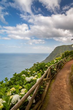 Renkli ortanca. Renkli ortanca çiçek Adası S. Miguel, Azores, Portekiz