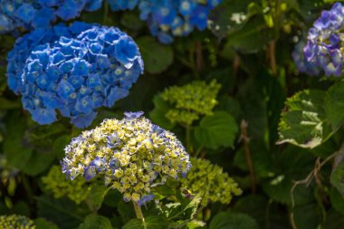 Renkli ortanca. Renkli ortanca çiçek Adası S. Miguel, Azores, Portekiz