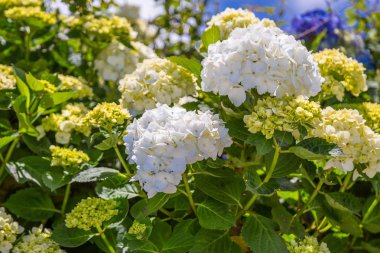 Renkli ortanca. Renkli ortanca çiçek Adası S. Miguel, Azores, Portekiz