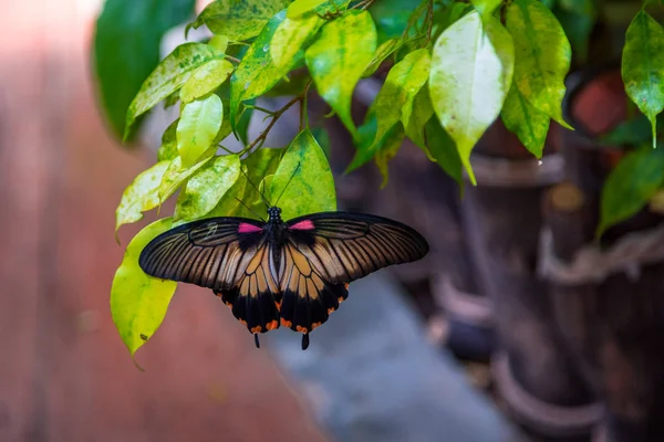 Esposizione Una Farfalla Giardino Con Bel Dettaglio Basso Iso Molto — Foto Stock