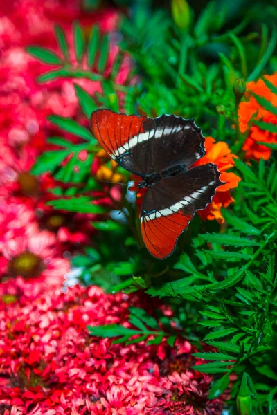 Exposure of a Butterfly in the garden, with lovely detail, low ISo. Very colorfu and well exposed.