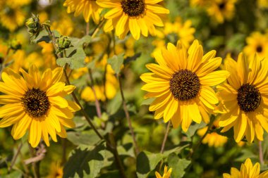 Sarı kadife çiçeği / papatya çiçek bir bahçede. Sığ bir alan derinliği ile vurdu.