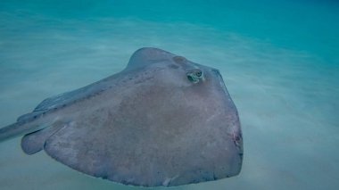 Stingray şehir sığ sandbars Kuzey ses, Grand Cayman içinde Cayman Adaları bulundu dizisidir. Eğer bir turistik nerede Güney stingrays bolluk içinde bulunur ve ziyaretçiler evde beslenen hayvan ve hayvanlarla etkileşim 's.