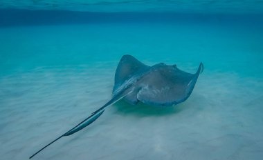 Stingray şehir sığ sandbars Kuzey ses, Grand Cayman içinde Cayman Adaları bulundu dizisidir. Eğer bir turistik nerede Güney stingrays bolluk içinde bulunur ve ziyaretçiler evde beslenen hayvan ve hayvanlarla etkileşim 's.