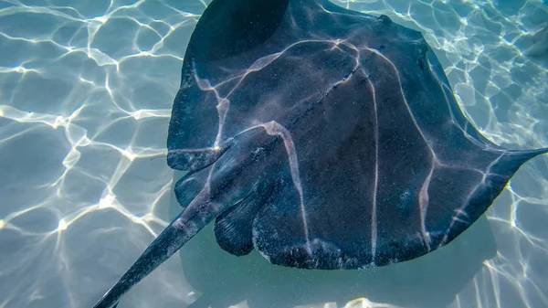 Stingray City Uma Série Bancos Areia Rasos Encontrados North Sound — Fotografia de Stock