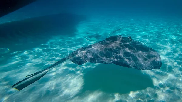 Stingray City Una Serie Bancos Arena Poco Profundos Que Encuentran —  Fotos de Stock