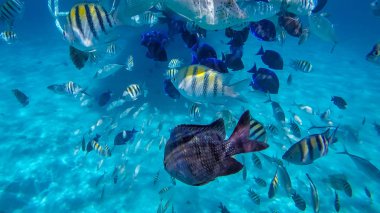 Cayman'ın, Snokeling. Cayman Adaları'ndaki bir şnorkel keşif tur sırasında çekilen fotoğraf.