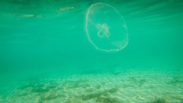 水母接触在牙买加温暖的海面上 而在海滩上 — 图库照片