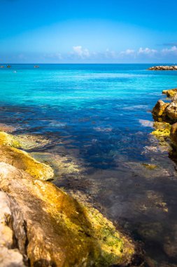 Deniz su denizanası, bir plaj Montego Bay, Jamaika tehlikede.