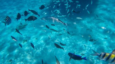 Cayman Adaları'ndaki bir şnorkel keşif tur sırasında çekilen fotoğraf.