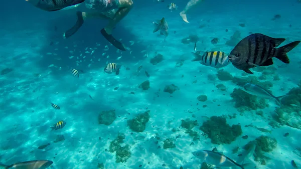 Photo taken during a snorkeling expedition tour in the Cayman Islands.