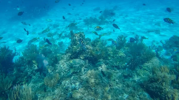 Foto Tirada Durante Uma Excursão Snorkeling Nas Ilhas Cayman — Fotografia de Stock