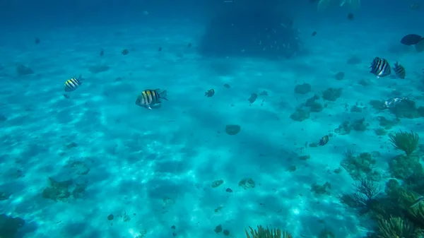 Foto Genomen Tijdens Een Snorkel Tour Van Expeditie Cayman Eilanden — Stockfoto