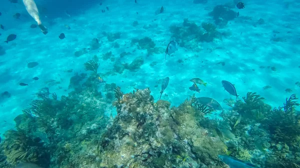 Foto Genomen Tijdens Een Snorkel Tour Van Expeditie Cayman Eilanden — Stockfoto
