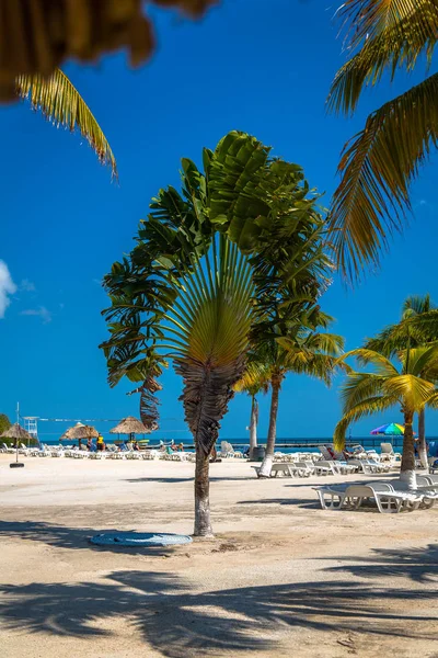 Palmiye ağaçları ve sandalyeler Belize