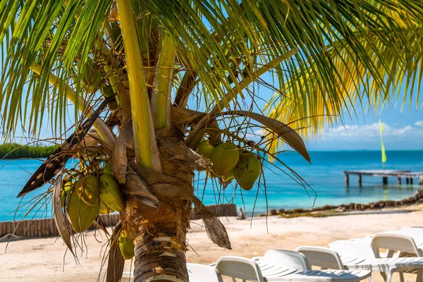 Palm trees and chairs in Belize — Stock Photo, Image