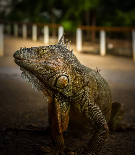 Iguana Close-up em — Fotografia de Stock