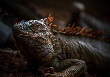 Iguana Yakın Çekim