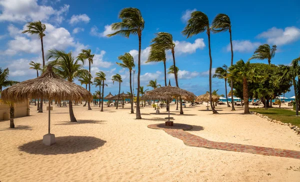 Palm Trees in Aruba Eagle Beach — Stock Photo, Image
