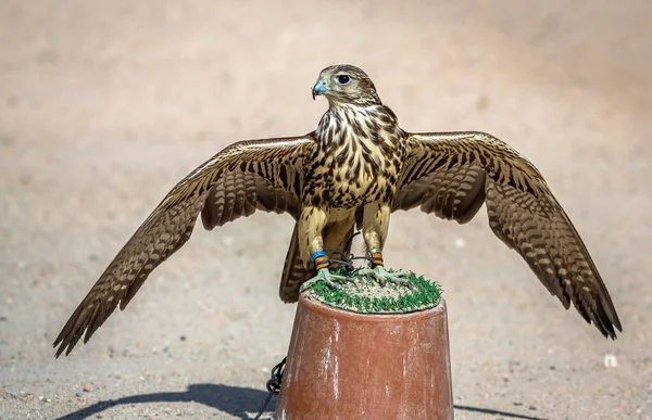 Exposure Falcon Sale Souq Waqif Doha Qatar Middle East — Stock Photo, Image
