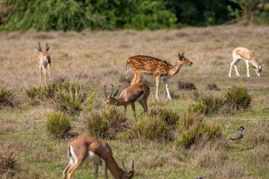 Arap Yarımadası 'ndaki parkta genç ve güzel bir ceylan grubu (Gazella Marica).