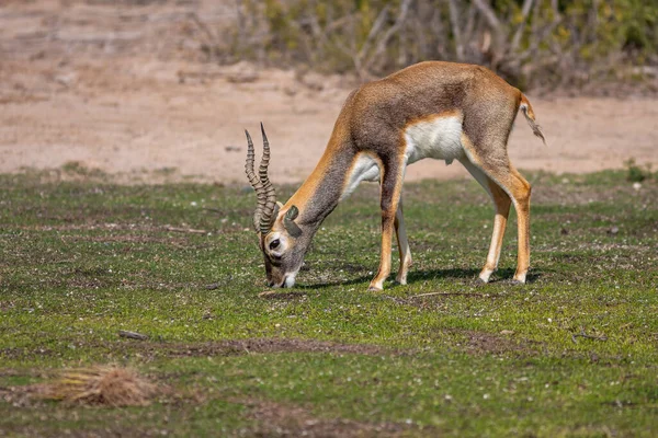 Gruppo Belle Giovani Gazzelle Sabbia Gazella Marica Nel Parco Penisola — Foto Stock