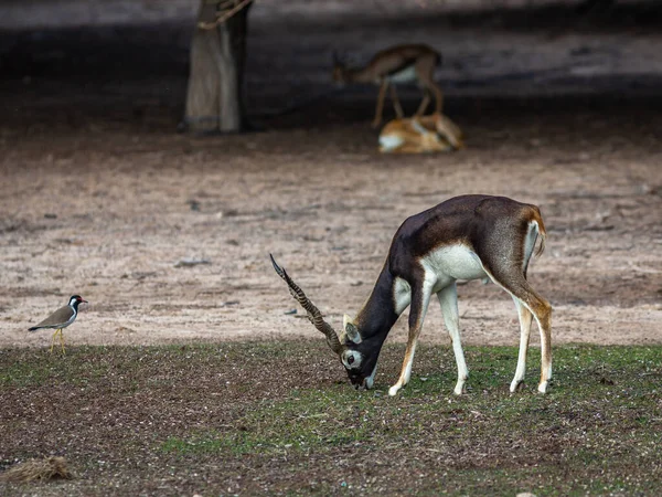 Grupo Hermosas Gacelas Arena Joven Gazella Marica Parque Península Arábiga — Foto de Stock