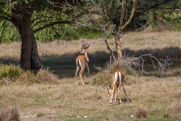 Grupo Hermosas Gacelas Arena Joven Gazella Marica Parque Península Arábiga — Foto de Stock