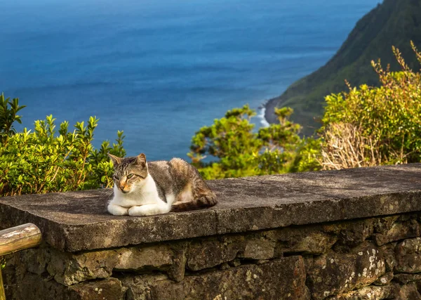 Wild Cat Spleeping Sao Miguel Island Azores — Stock Photo, Image