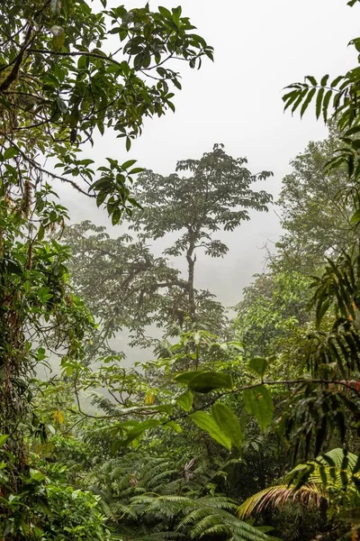 Kilátás Növényzet Costa Rica Esőerdőben Zöld Szezonban — Stock Fotó