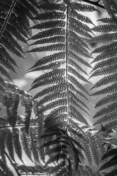 Blick Auf Die Vegetation Regenwald Costa Ricas Während Der Grünen — Stockfoto