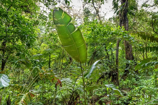 Vista Vegetación Selva Tropical Costa Rica Durante Temporada Verde — Foto de Stock