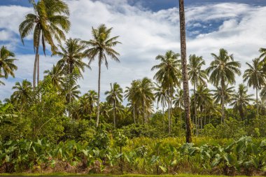 Sarmal asfalt bir yol Samoa 'daki gür tropikal ormanı keser, sık palmiye ağaçları ve canlı yeşil bitki örtüsüyle çevrilidir. Çevre turizmi, seyahat, tropikal yerler, sürdürülebilir yaşam, ada ülkelerinde ulaşım gibi konular için mükemmel, 