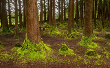 Viveiro da Falca 'daki yoğun orman, Terceira Adası, Azores, yosun kaplı ağaç gövdeleri, bu doğal rezervde yemyeşil bir orman atmosferi yaratıyor.