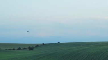 Kuş kadar çavdar alanının üstünde mavi gökyüzünde uçuyor