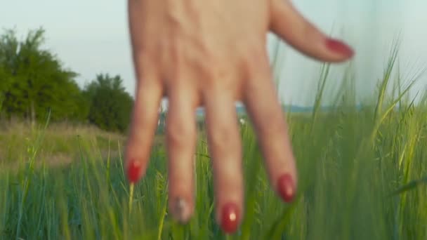 Kısa Etekli Güzel Güzel Kız Çavdar Alan Gider Kamera Önünde — Stok video