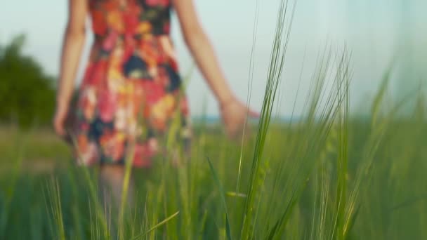 在前面背景黑麦钉 在背景美丽的女孩与长的 Leggs 在短的裙子与花散步在黑麦领域和冲程黑麦尖峰 慢运动 — 图库视频影像