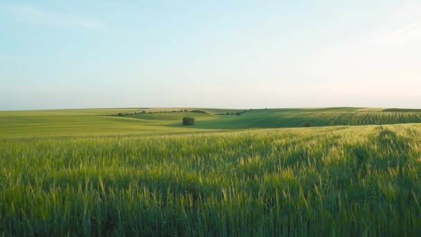 Ett Vackert Landskap Ett Grönt Fält Med Grön Råg Solnedgång — Stockvideo