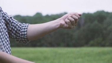 Çiftçi bezelye taneleri elden ele dökme kareli gömlekli. Yumruğunu clenches. Bezelye taneleri alanına yeni hasat üzerinde bir erkek elinde. Yakın çekim