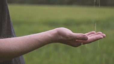 Boşalan olgun buğday altın tahıllar ve yumruğunu clenches çiftçi. Yeni hasat alan, üzerinde bir erkek elinde buğday tahıl