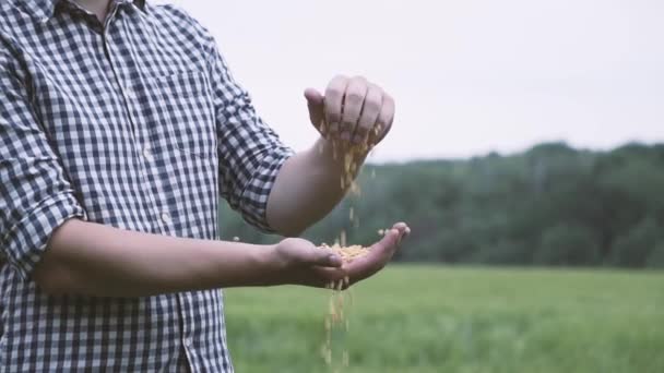 Campesino Camisa Cuadros Vertiendo Guisantes Secos Mano Mano Apreta Puño — Vídeo de stock