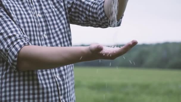 农夫在格子衬衣里倾吐白米从手到手 握紧他的拳头 一只雄性的大米在田野上的新收成 — 图库视频影像