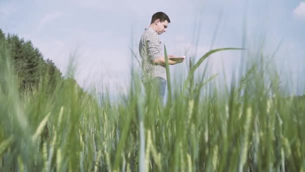 黑头发和格子衫的农夫站在绿色小麦领域 在农业技术领域与平板电脑合作 — 图库视频影像