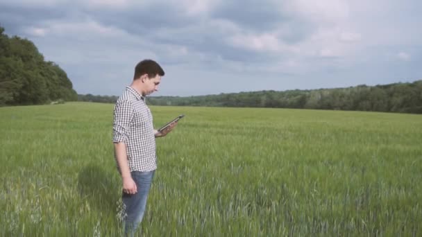 Siyah Saçlı Yeşil Buğday Alanında Duran Bir Tablet Tarım Teknolojisi — Stok video