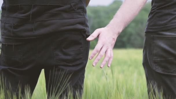 Twee Jonge Homo Lopen Het Gebied Van Groene Tarwe Een — Stockvideo