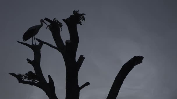 Cigüeña se sienta en un tronco de árbol sobre un fondo de cielo gris — Vídeos de Stock