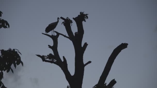 Ooievaar zit op een boomstam tegen een achtergrond van grijze lucht — Stockvideo