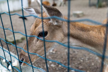 Yeşil duvar eski kırık cam